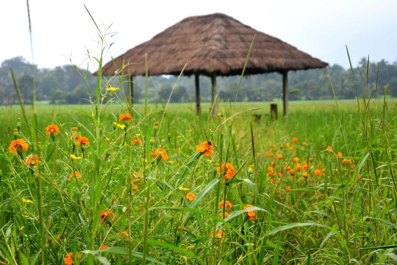 Green Heritage Holiday Resort Mahiyanganaya Buitenkant foto